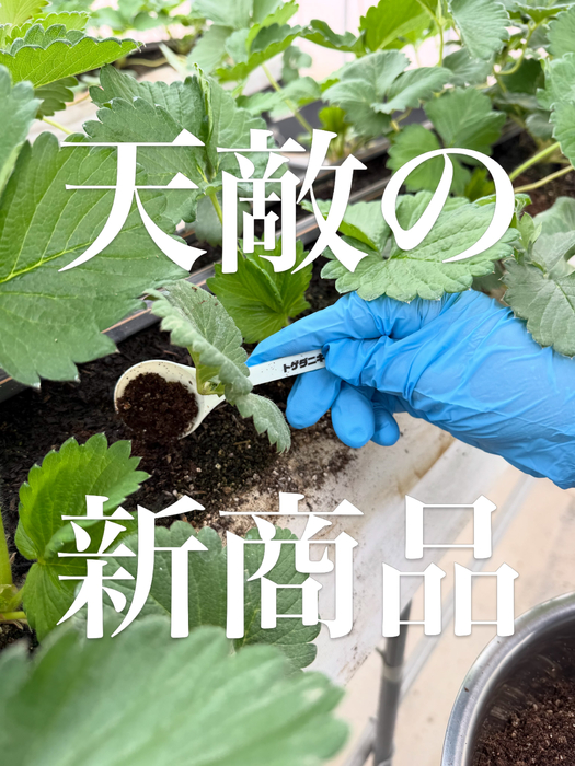 画像1537